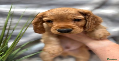 Cocker Spaniel dogs - Advert 15