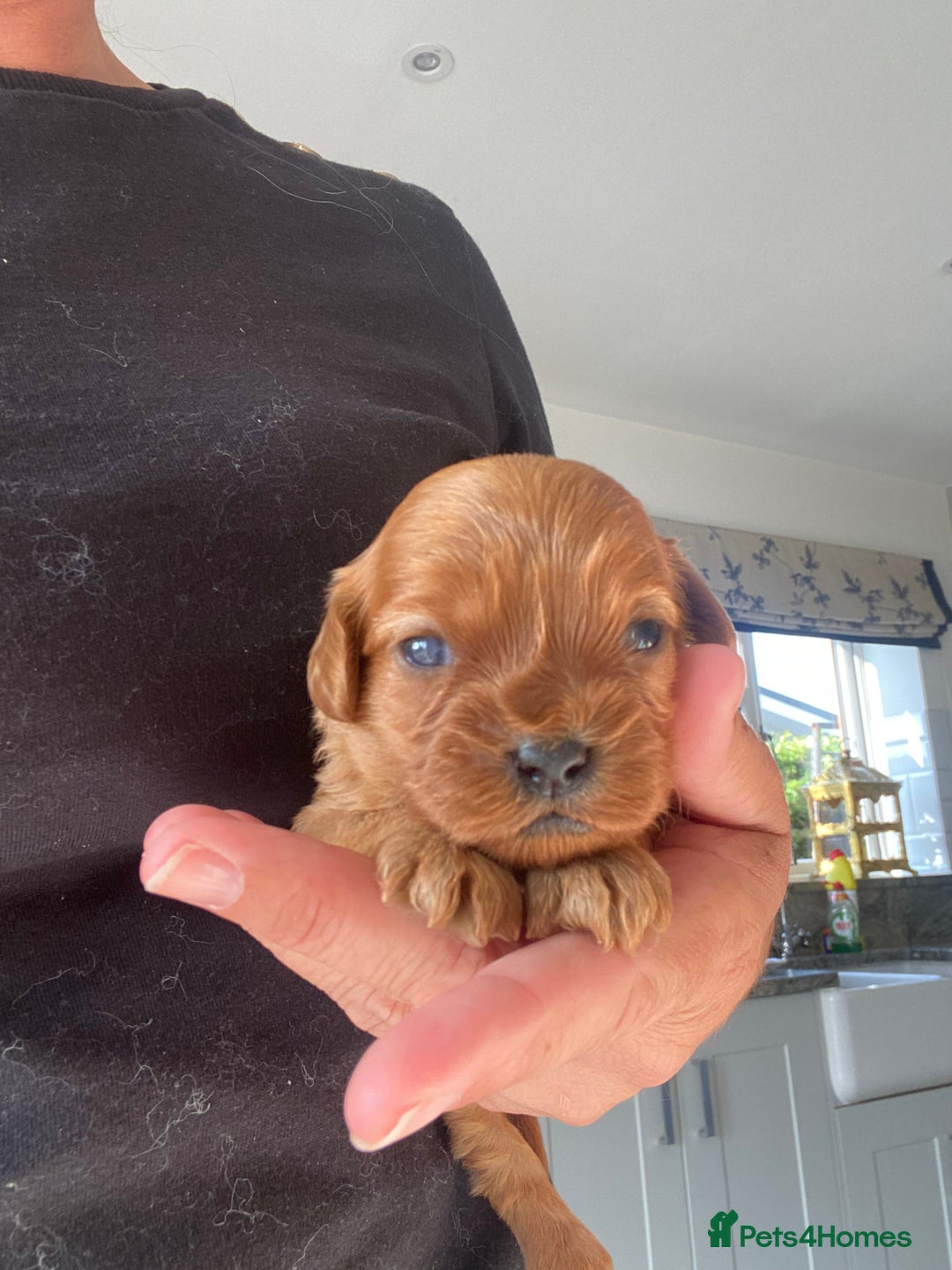 Cavapoo dogs for sale: Beautiful Tiny Cavapoos  - Image 26