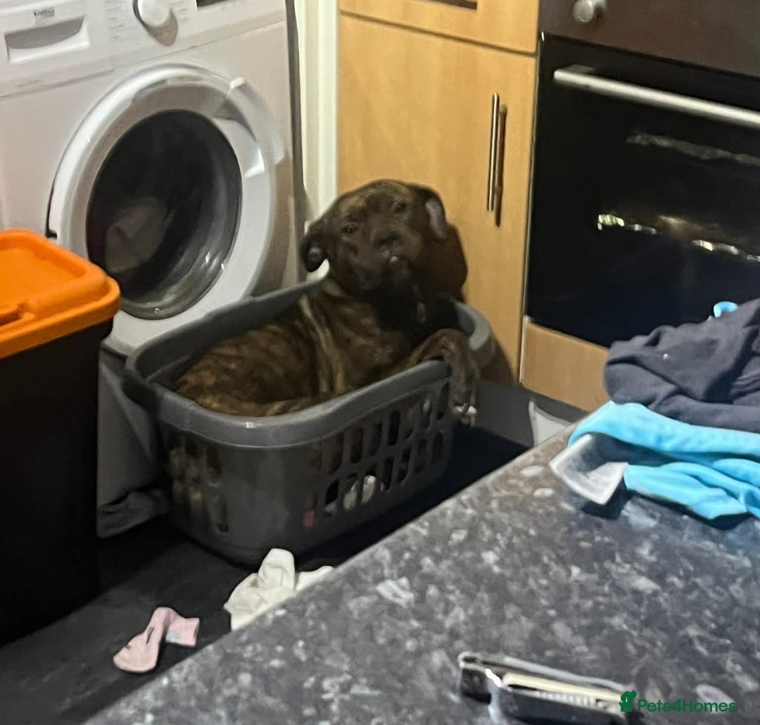 Mixed Breed dogs for sale: Staffxlab - Advert 5