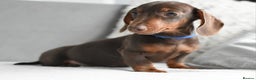 Miniature Dachshund dogs for sale: Miniature Dachshund Boys **READY NOW** - Advert 8