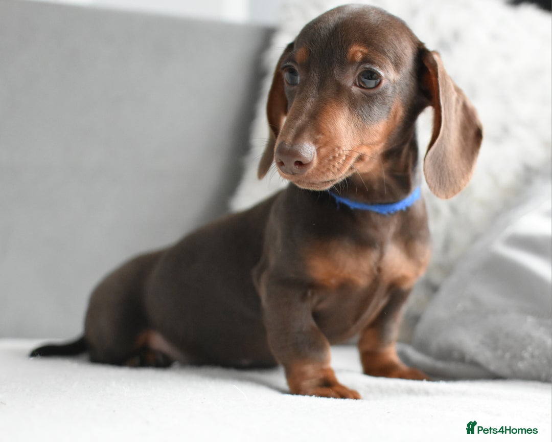 Miniature Dachshund dogs for sale: Miniature Dachshund Boys **READY NOW** - Advert 8