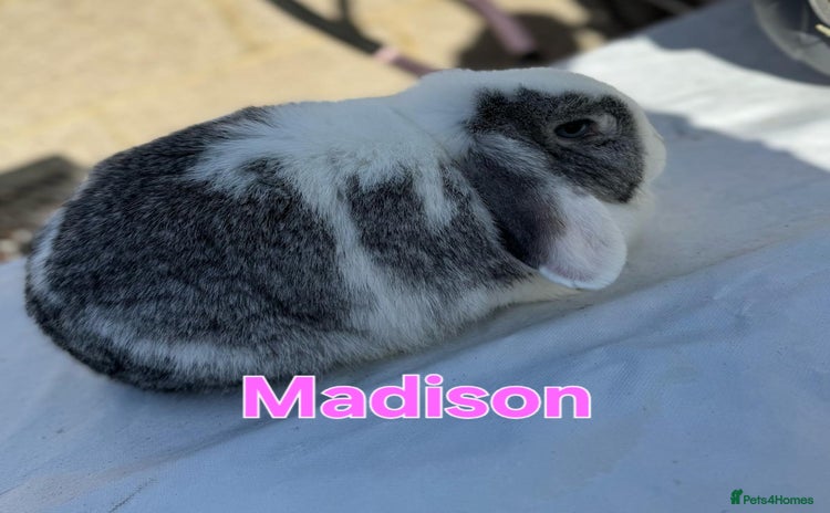 Mini Lop rabbits - Advert 16