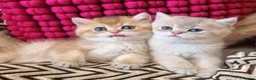 British Shorthair cats for stud: Golden British Shorthair Stud NY12 TICA Proven - Advert 10