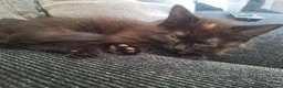 Ragdoll cats for sale: Ragdoll cross baby girl in Cwmbran - Advert 3