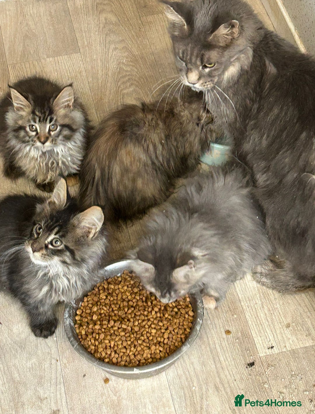 Maine Coon cats for sale: Stunning Maine coon cubs - Image 6