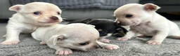 Chihuahua dogs for sale: 🐾Adorable chihuahua puppys ready!! - Advert 13