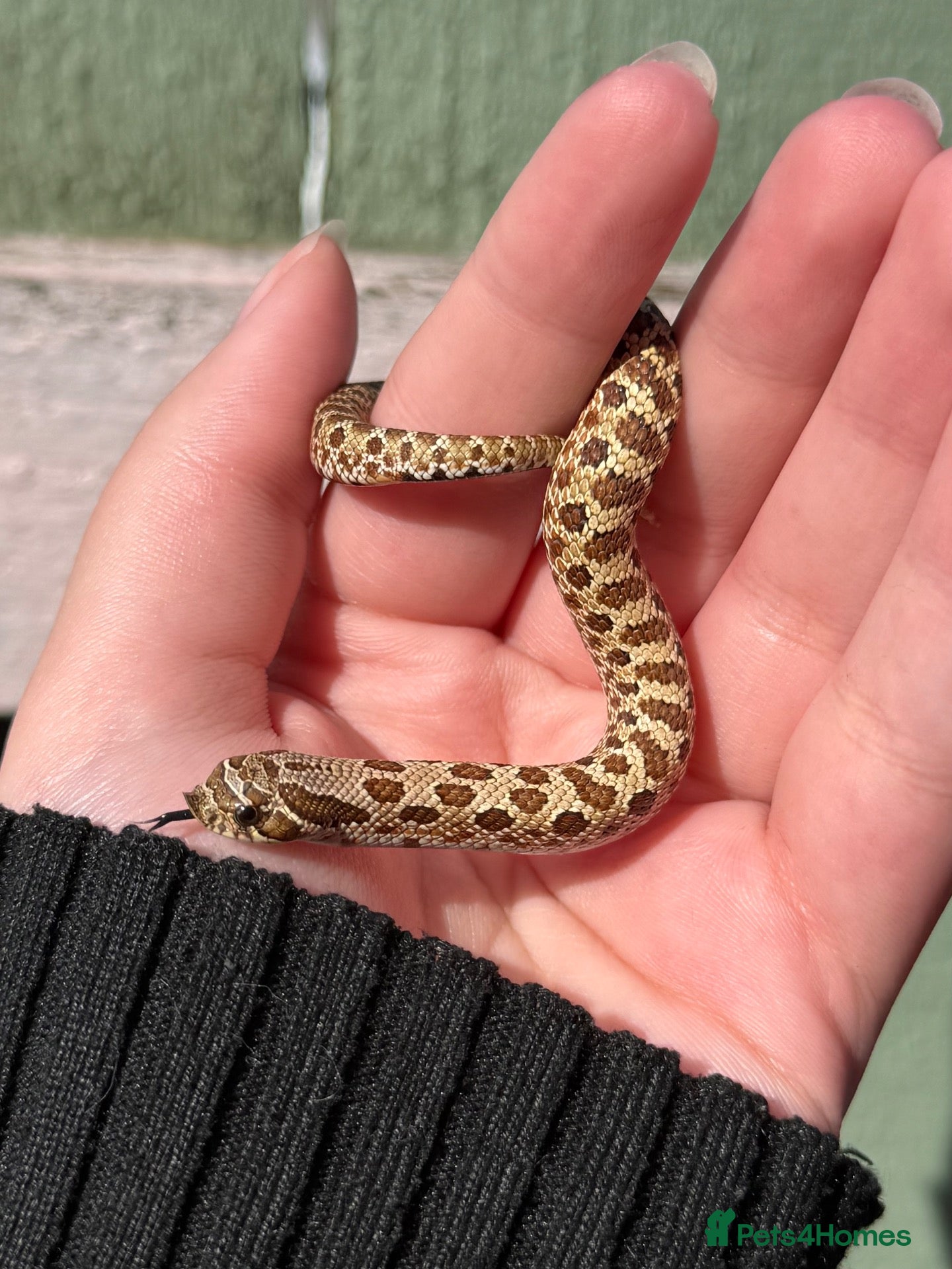 Snake reptiles Normal 100% Het PPA & Toffeebelly Males CB26 - Advert 1