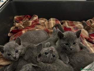 Russian Blue cats Adorable Pedigree Russian Blue Kittens For Sale - Advert 6