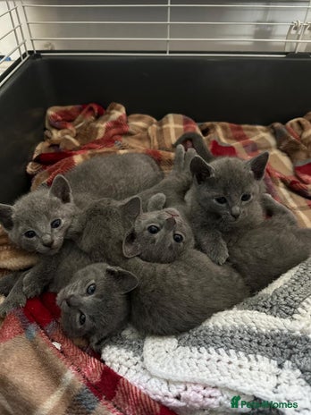 Russian Blue cats Adorable Pedigree Russian Blue Kittens For Sale - Advert 1