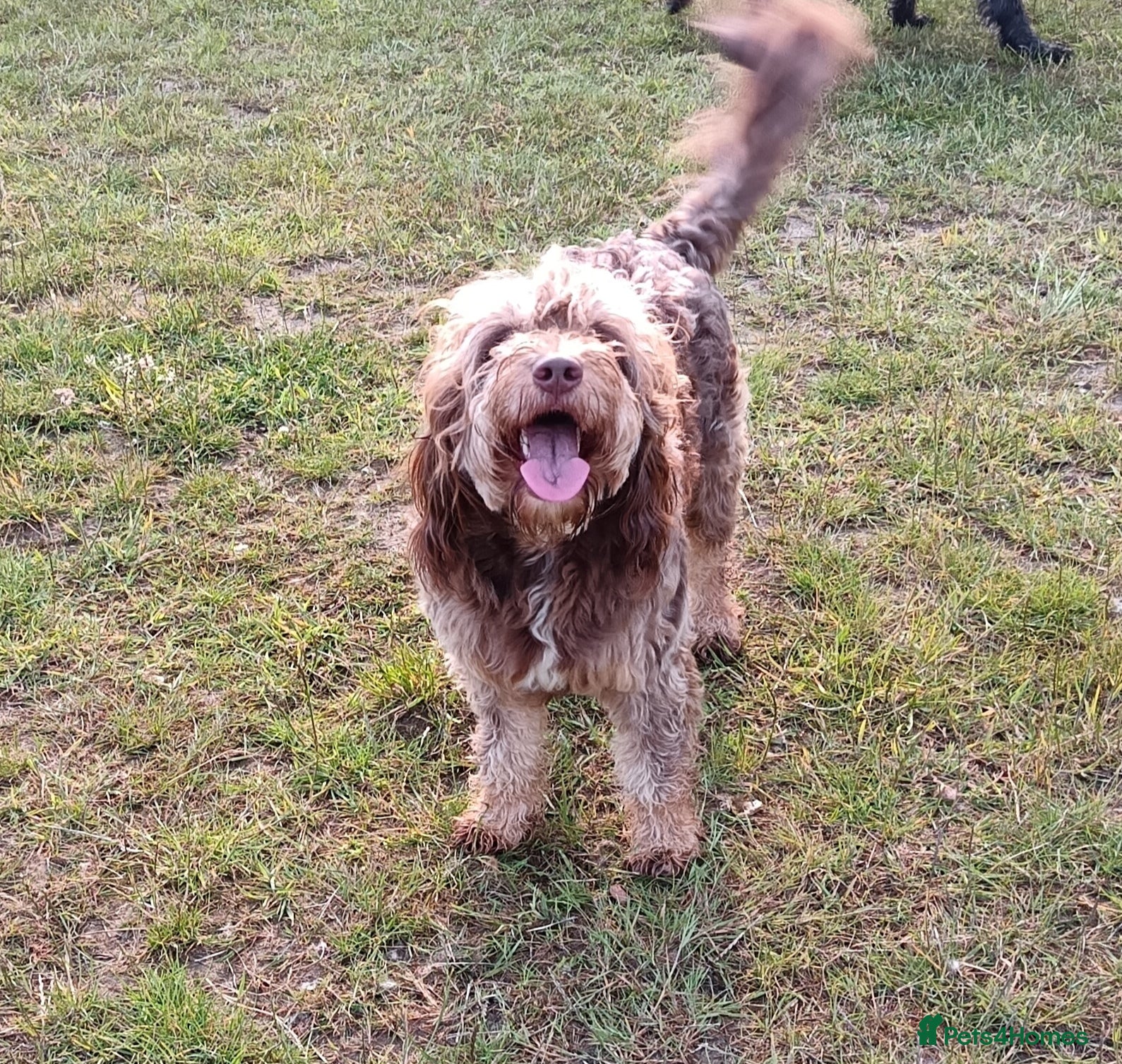 Double Doodle dogs  🌈Standard F1b Labradoodles parti.🌈 - Advert 1