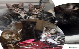 Mixed Breed cats for sale: Three lovely kittens are looking for forever home - Image 1