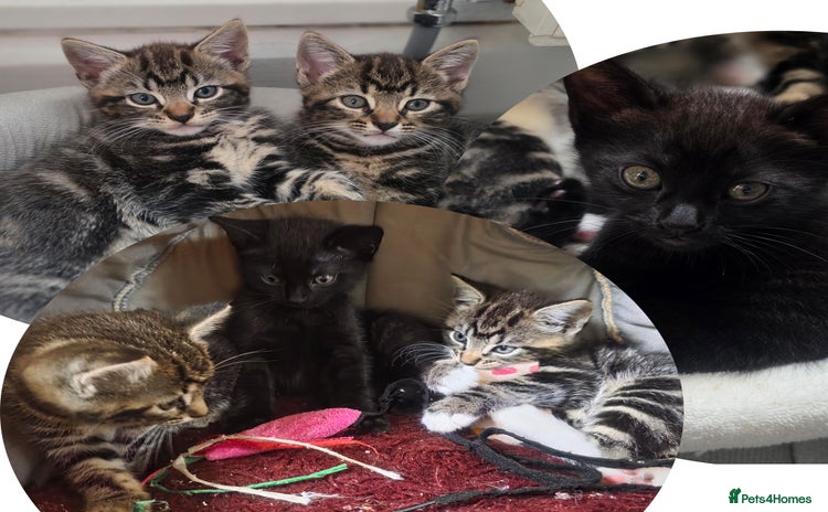 Mixed Breed cats - Advert 10