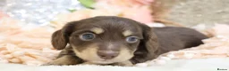 Miniature Dachshund dogs for sale: KC Longhair Miniature Dachshund Puppies - Advert 25