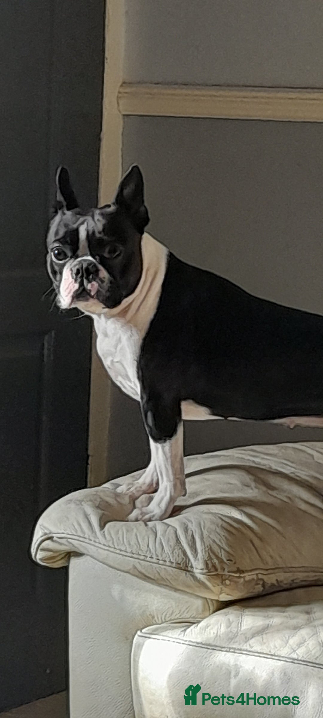 Boston Terrier dogs for sale: Lovely boston terrier  - Advert 1
