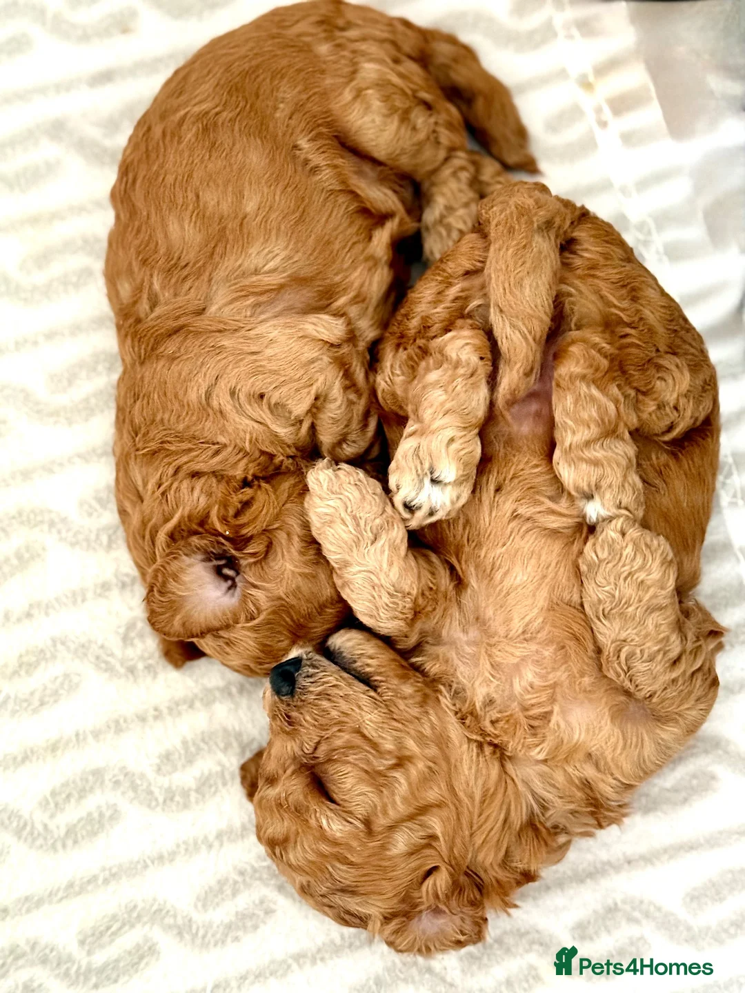 Toy Poodle dogs for sale: KC registered 5GEN Toy Poodle Health tested - Advert 2