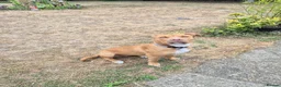 Mixed Breed dogs for sale: Staffy/cross in Felixstowe - Advert 12