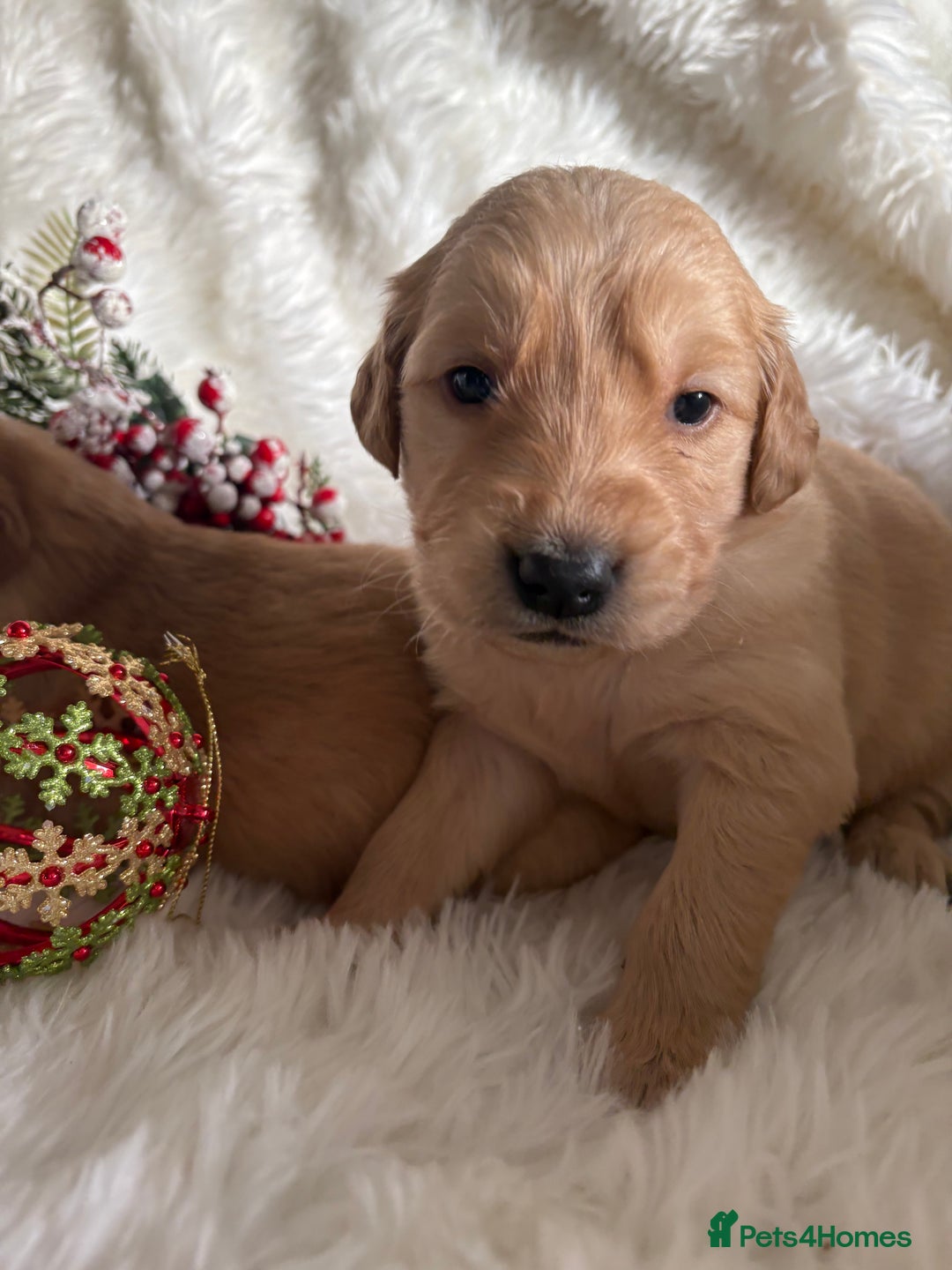 Golden Retriever dogs for sale: Sold sold sold sold sold  - Advert 28