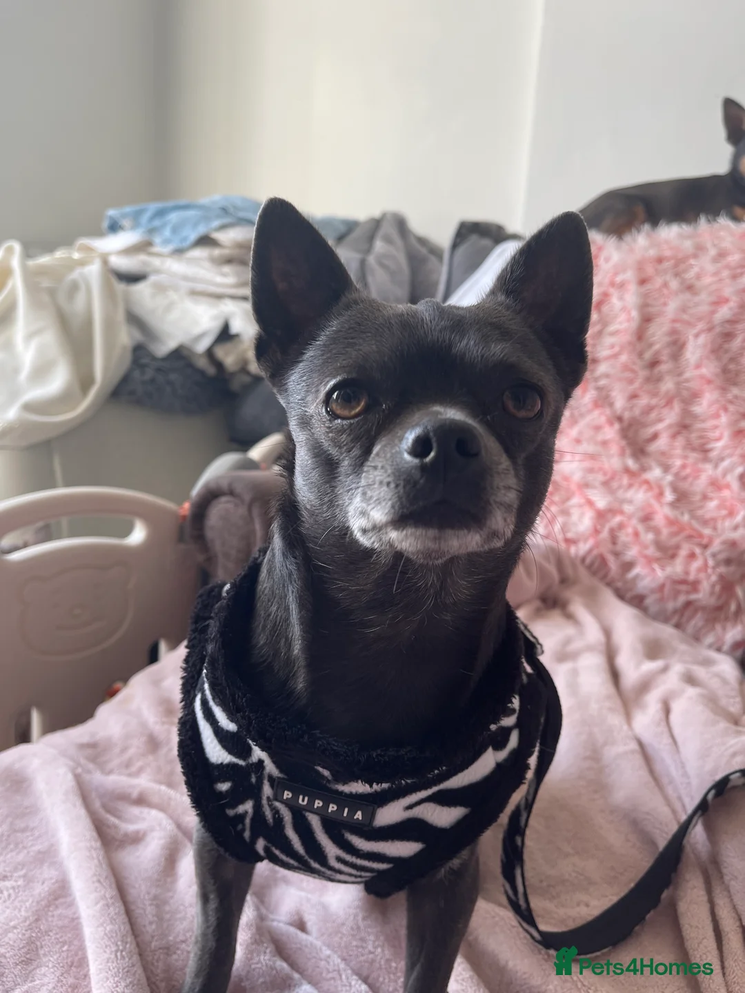 Chihuahua dogs for stud: Blue chihuahua stud in Edinburgh - Advert 1