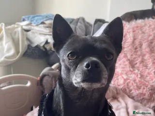 Chihuahua dogs Blue chihuahua stud - Advert 9