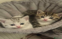 Exotic cats for sale: Kitten - Image 5