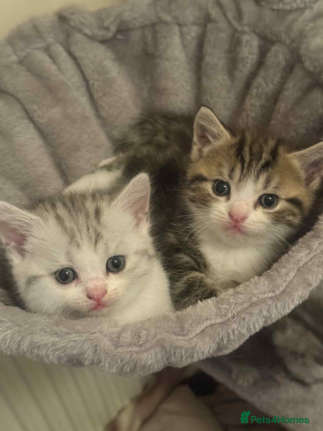 Exotic cats for sale: Kitten - Image 5