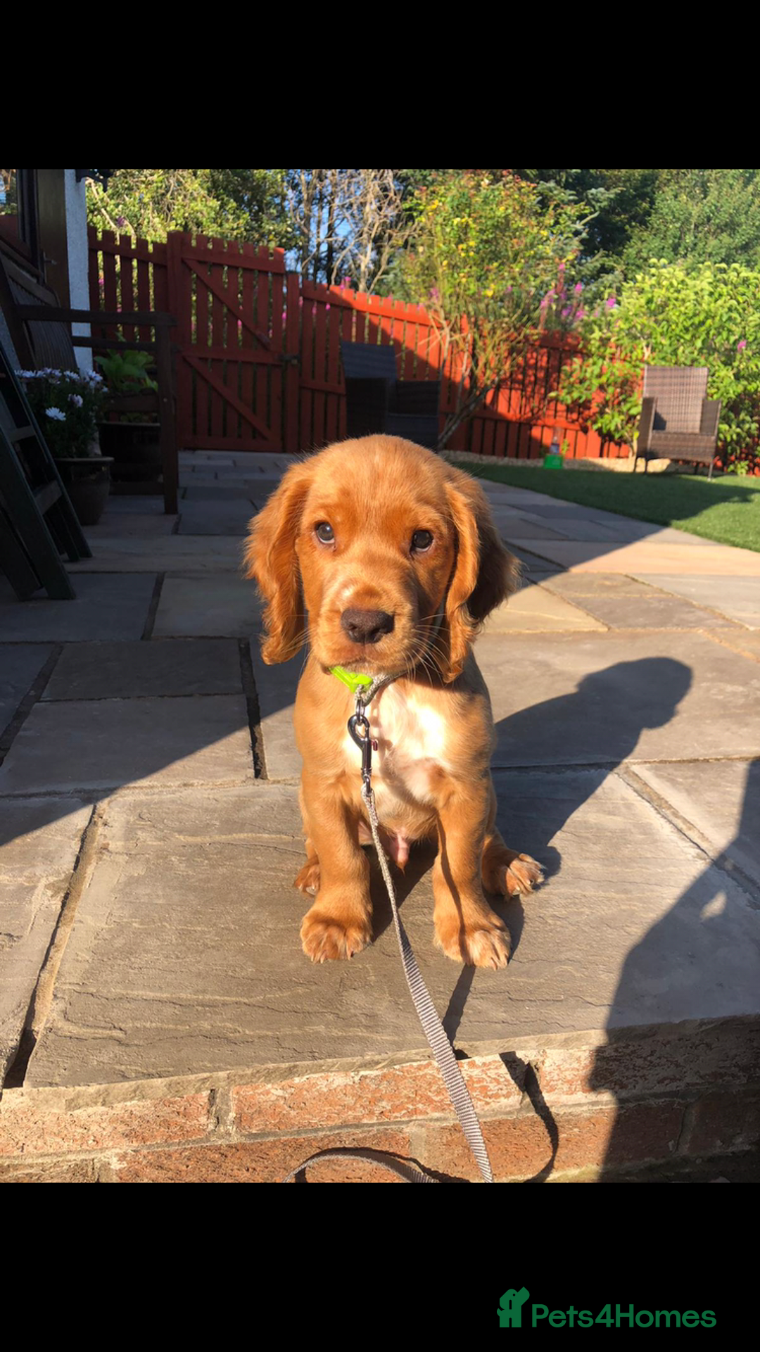 Cocker Spaniel dogs for stud: Proven working KC reg Cocker Spaniel for stud.  in Bathgate - Advert 2