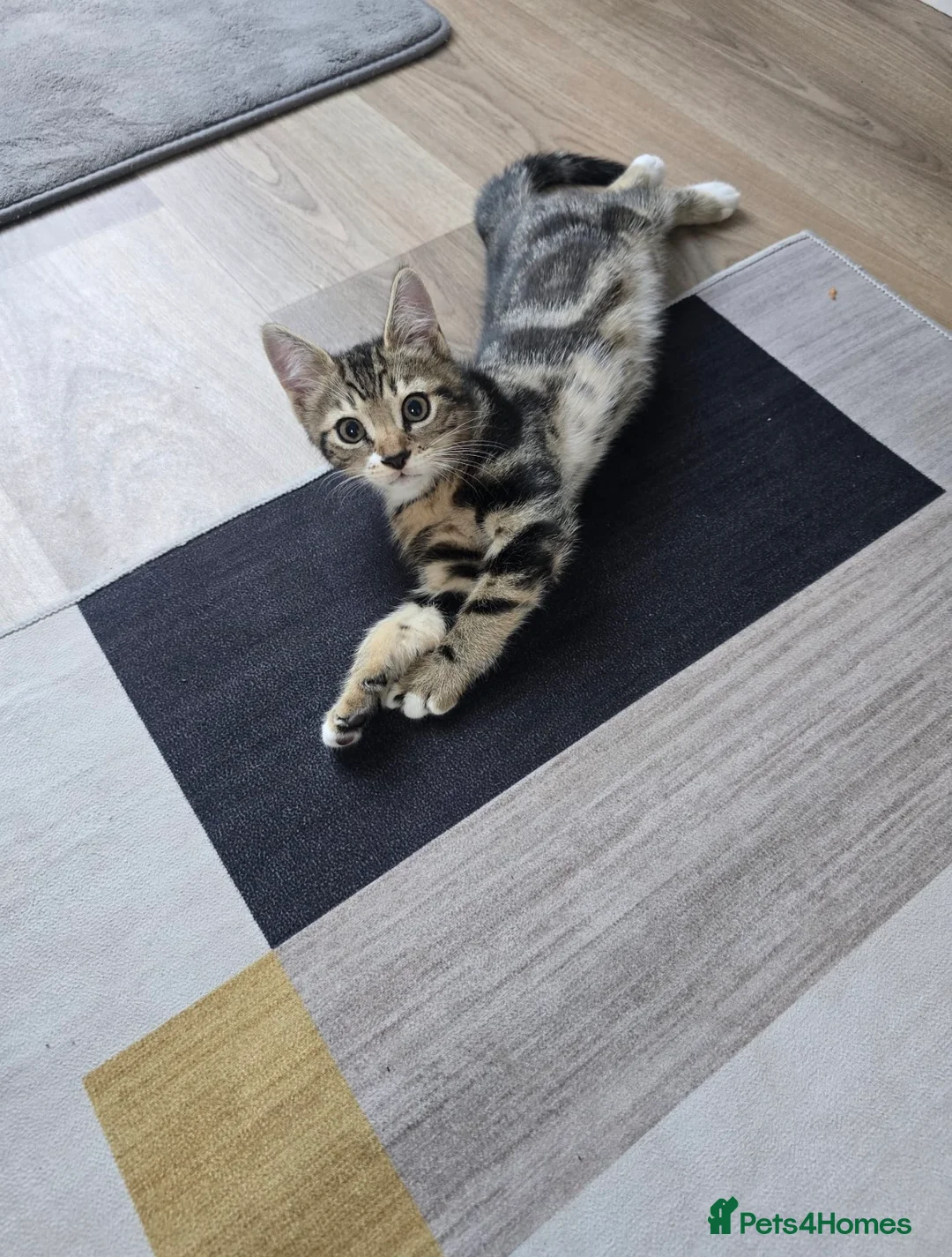 Mixed Breed cats for sale: Male tabby cat looking for new home 🏠  - Advert 6