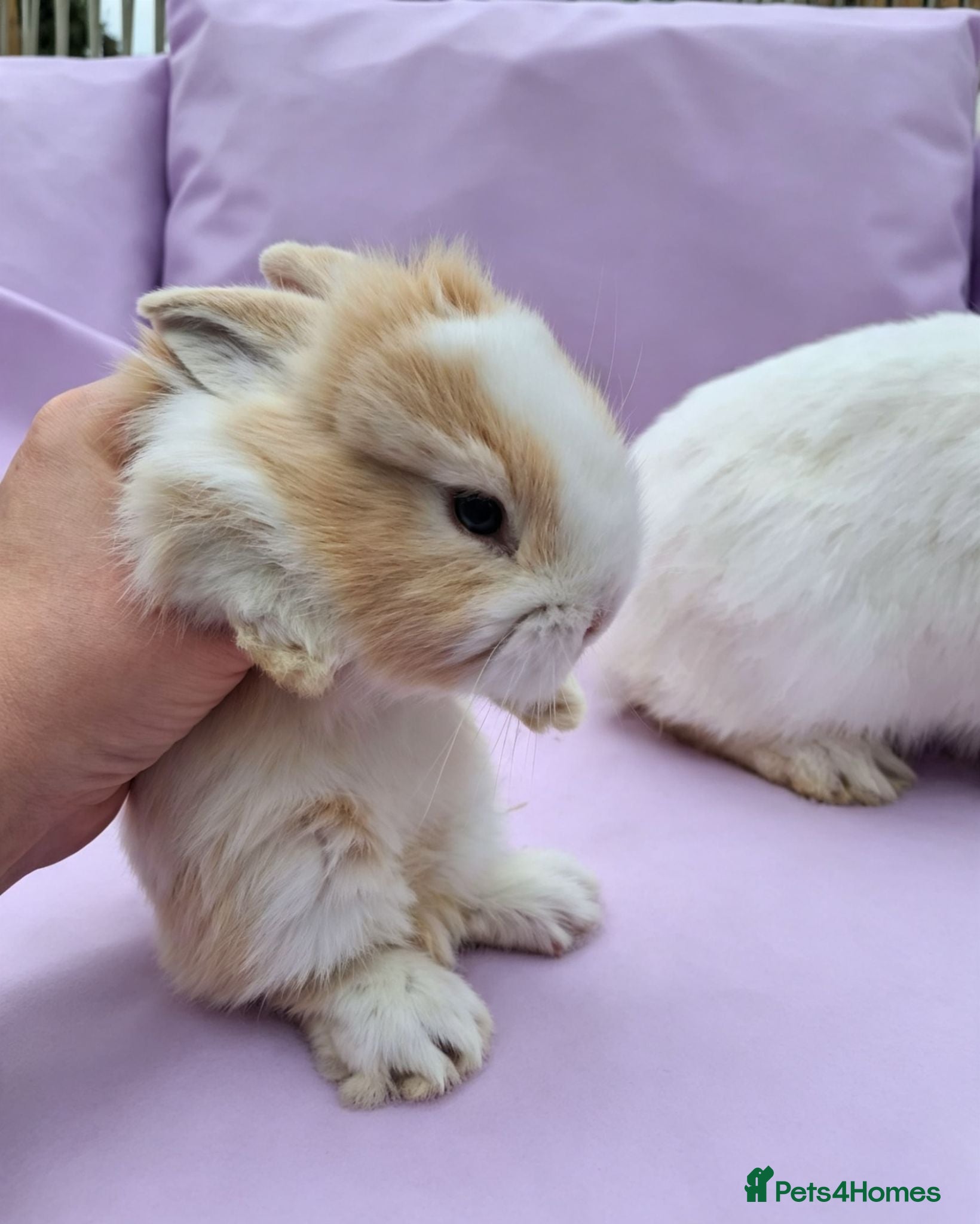 Mini Lion Lop rabbits Mum and daughter mini lion lops - Advert 2