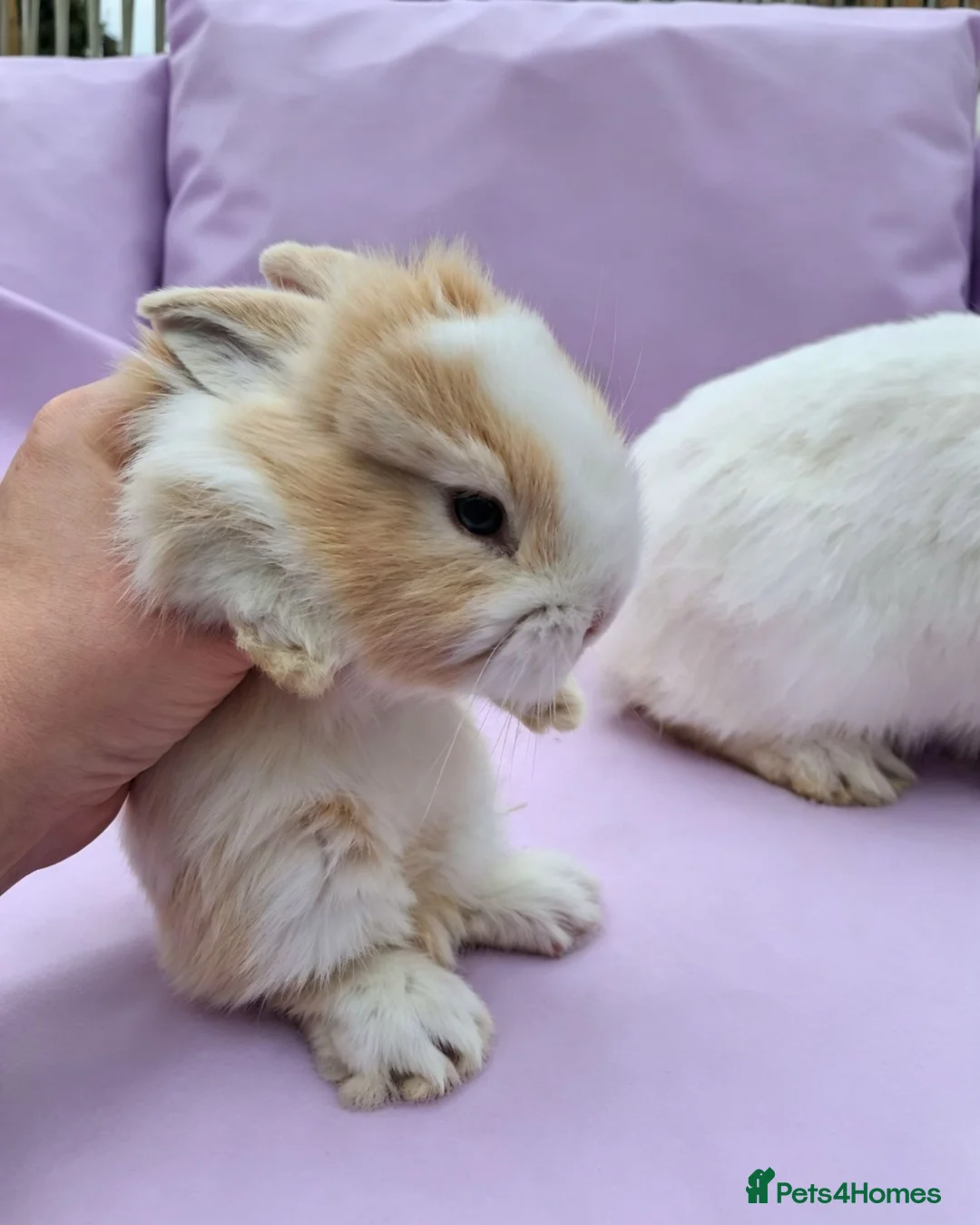 Mini Lion Lop rabbits for sale: Mum and daughter mini lion lops - Advert 2