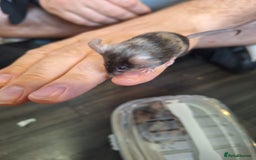 Mouse rodents for sale: Baby female fancy tri colour mice  - Image 3