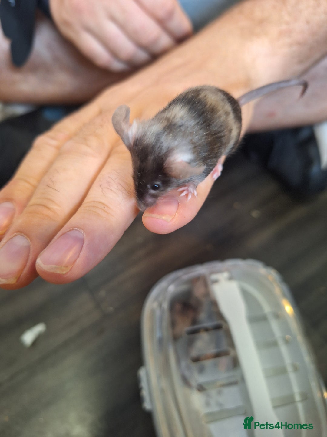 Mouse rodents for sale: Baby female fancy tri colour mice  - Image 3