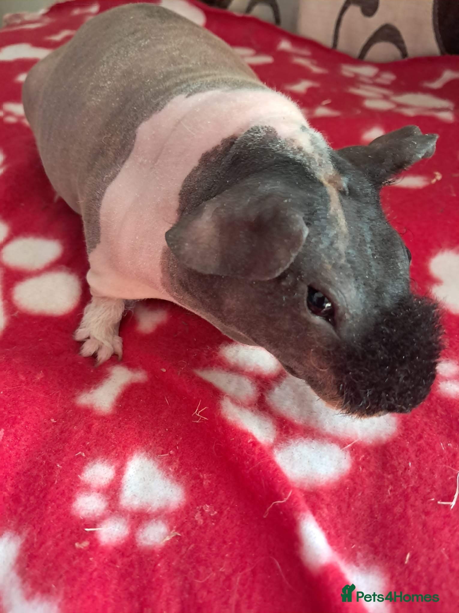 Guinea Pig rodents BEAUTIFUL SELECTION OF SKINNY PIGS - Advert 3