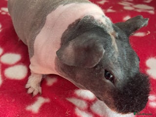 Guinea Pig rodents BEAUTIFUL SELECTION OF SKINNY PIGS - Advert 1