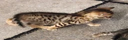 Bengal cats for sale: Beautiful Bengal X Kittens - Advert 19