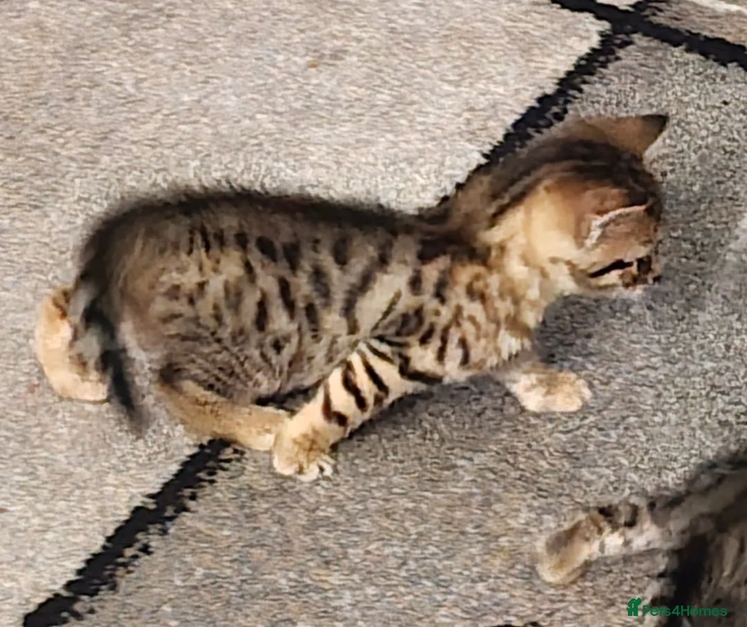 Bengal cats for sale: Beautiful Bengal X Kittens - Advert 19