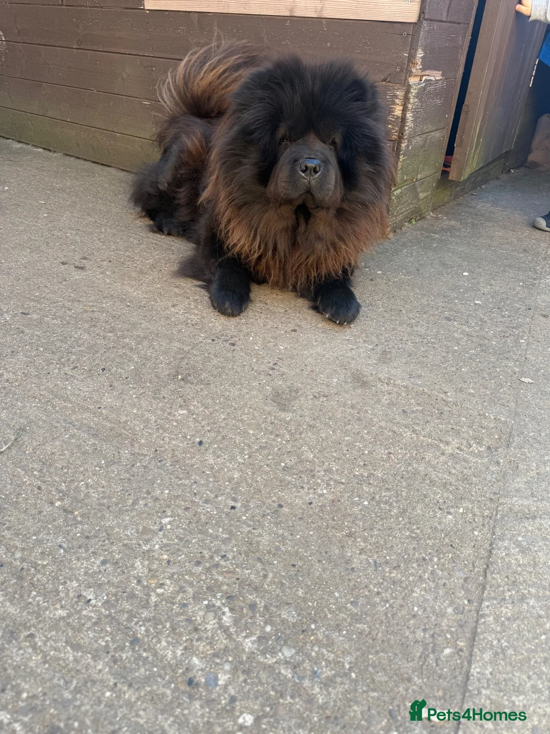 Chow Chow dogs for sale: Chow chow puppy - Advert 14