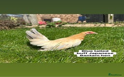 Chickens poultry for sale: Bantam hens at point of lay - Image 4