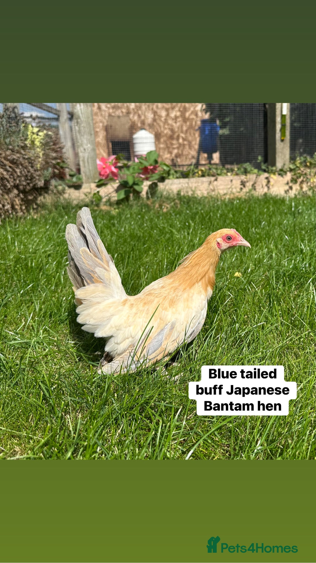 Chickens poultry for sale: Bantam hens at point of lay - Image 4