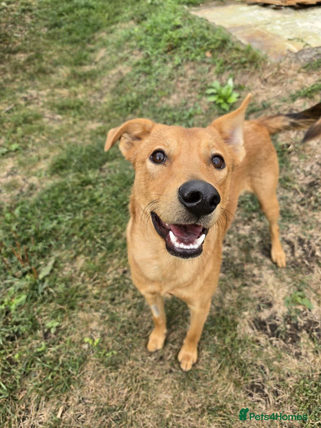 Mixed Breed dogs for adoption: URGENT: 💙ARCHIE & ARNY – Two Ginger Love-Bugs💙 - Advert 18