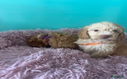 Cockapoo dogs for sale: Miniature cockapoo puppies - Image 4