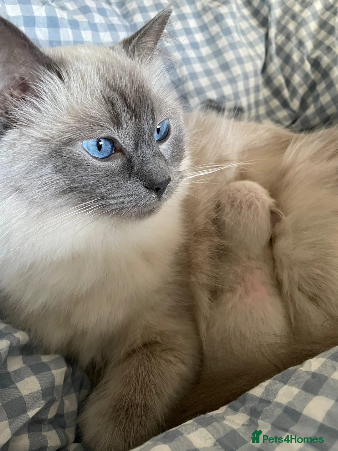 Ragdoll cats for sale: Ragdoll kitten for sale - Advert 2