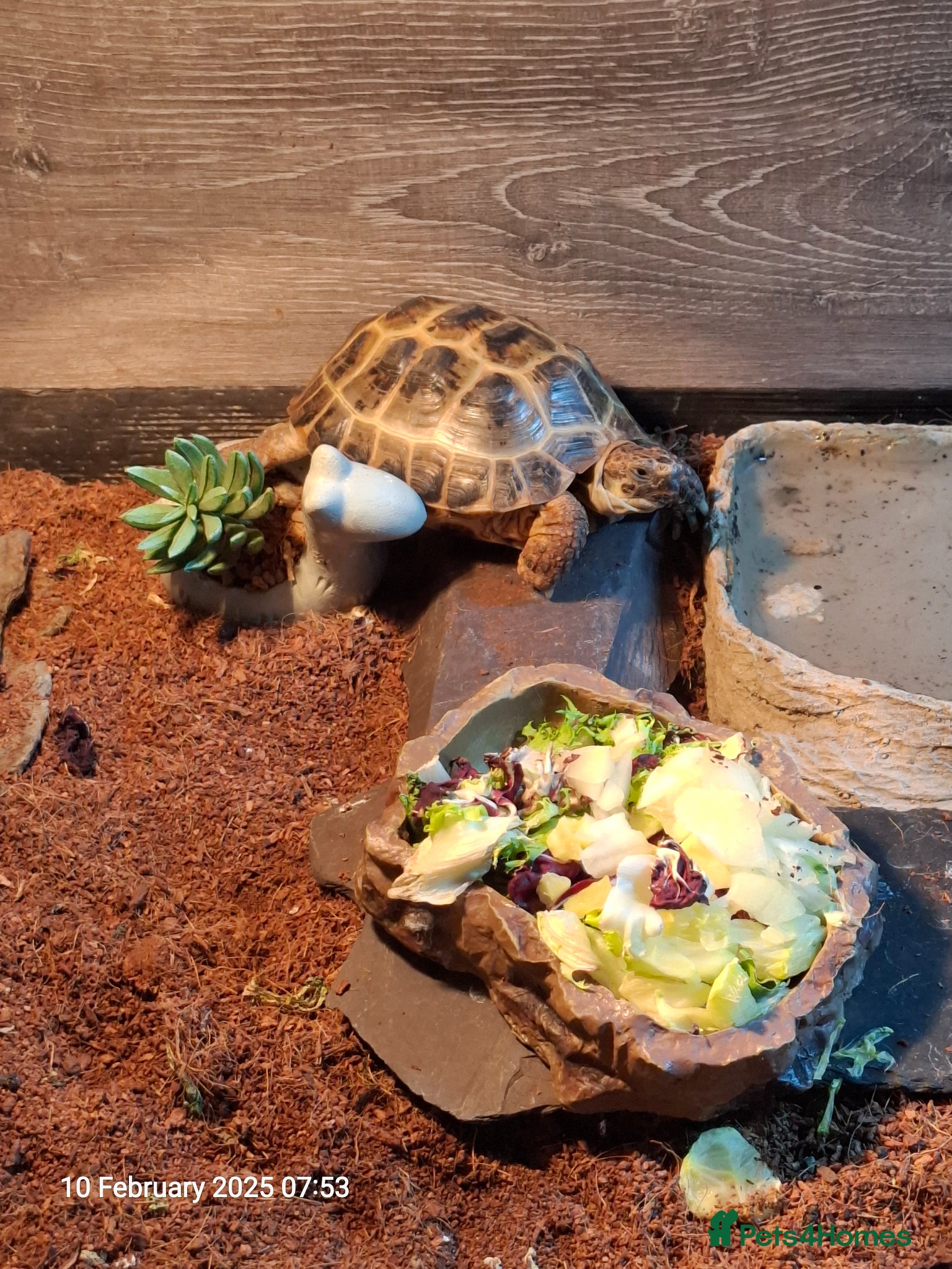 Tortoise reptiles Horsfield Tortoise for sale  - Advert 1
