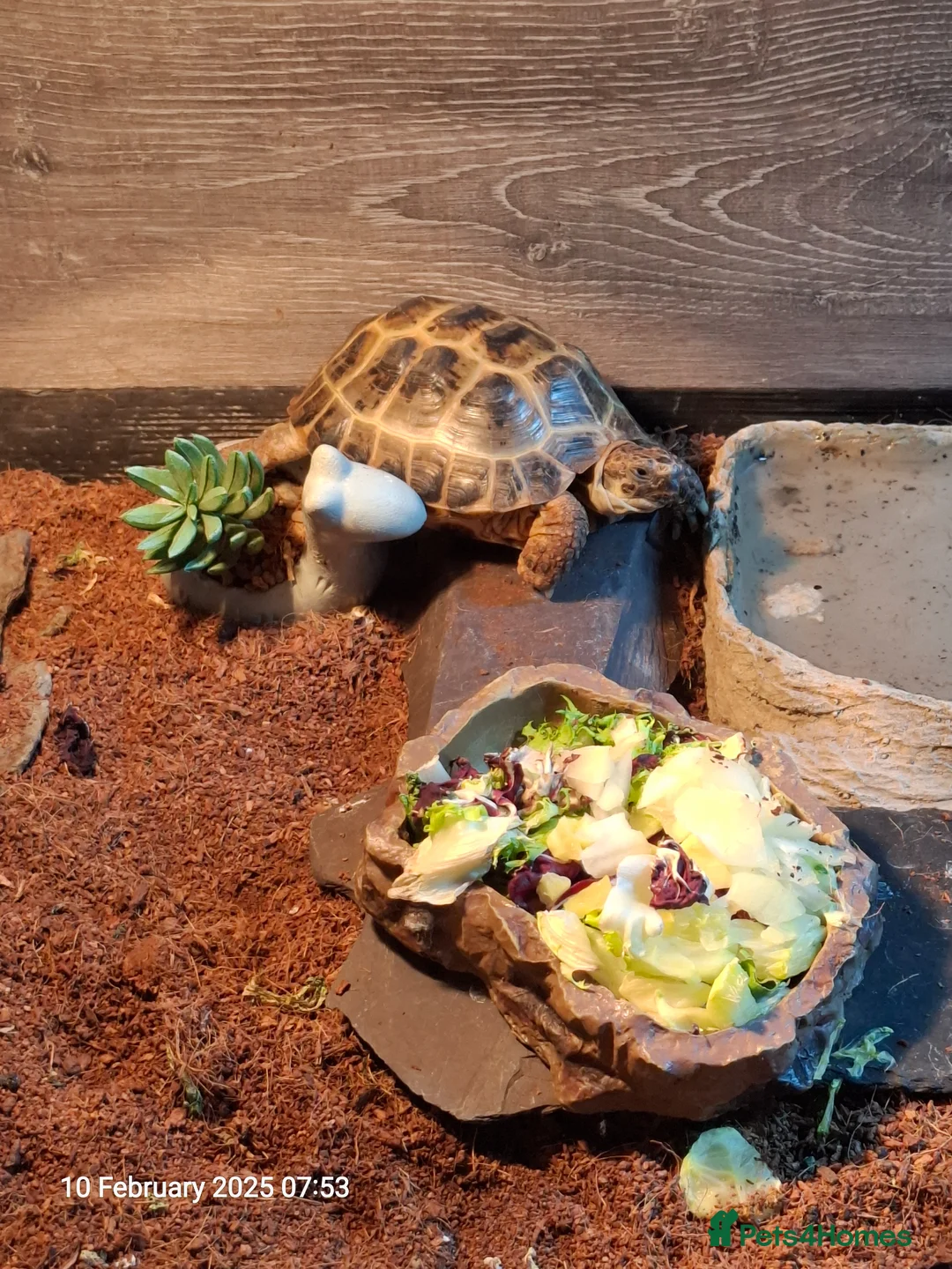 Tortoise reptiles for sale: Horsfield Tortoise for sale  in Doncaster - Advert 1