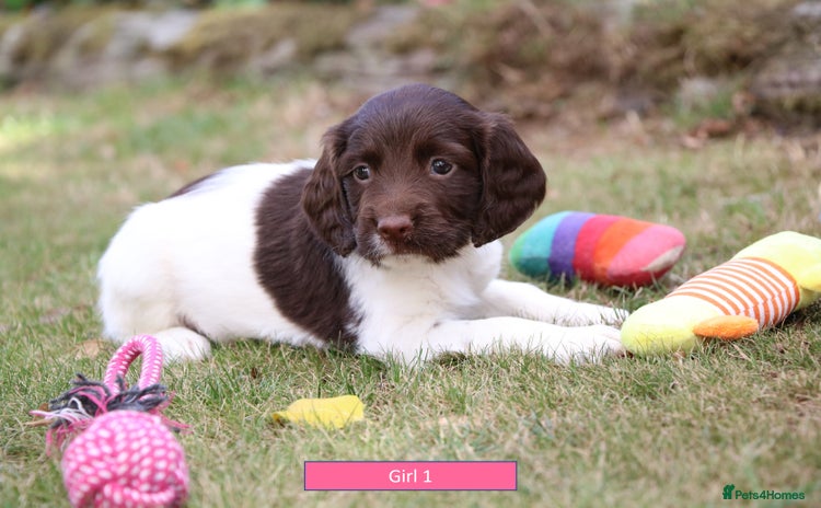 English Springer Spaniel dogs - Advert 4