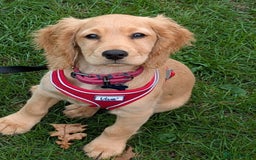 Cocker Spaniel dogs for sale: Working cocker - Image 3