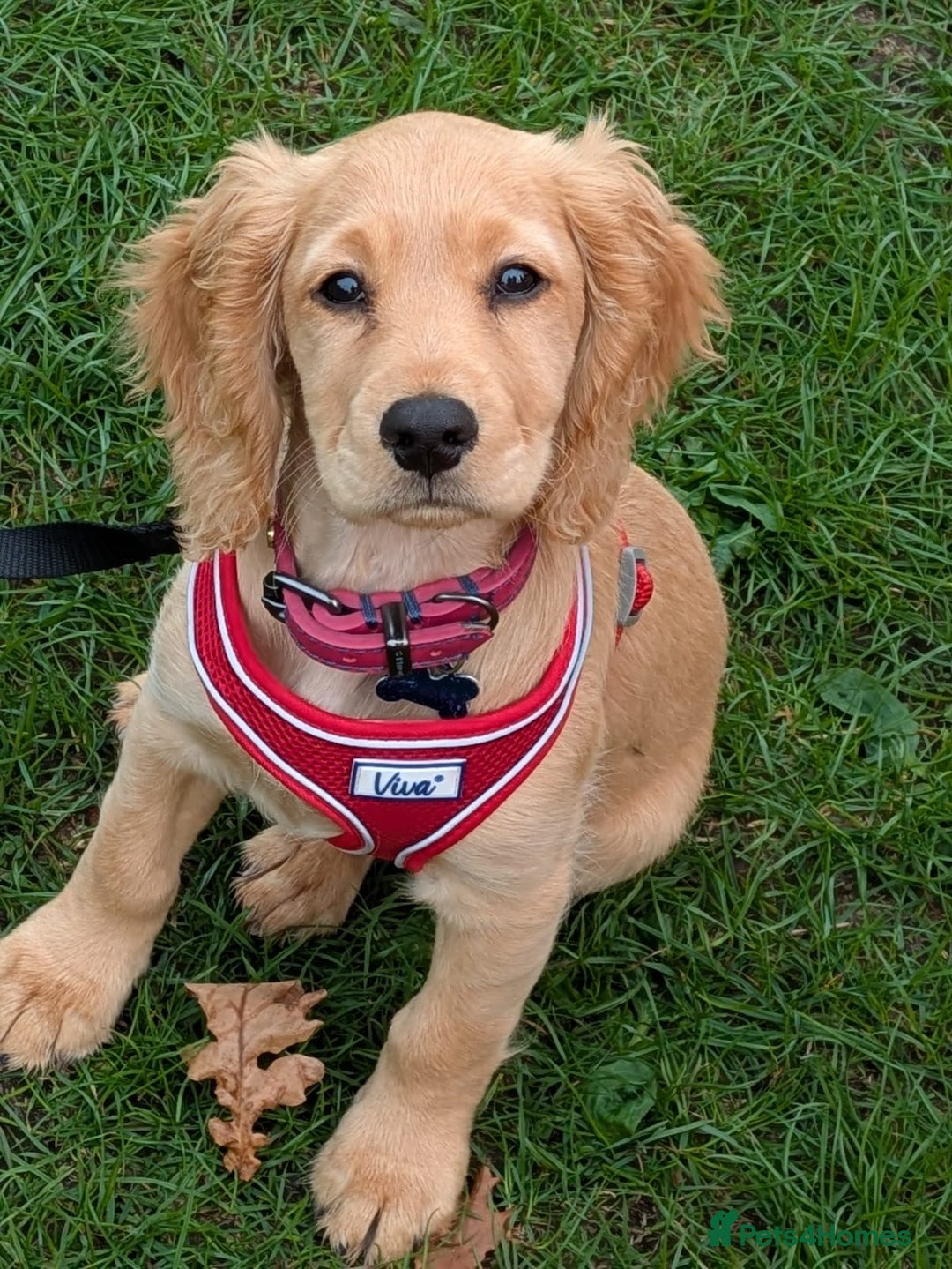 Cocker Spaniel dogs for sale: Working cocker - Image 3