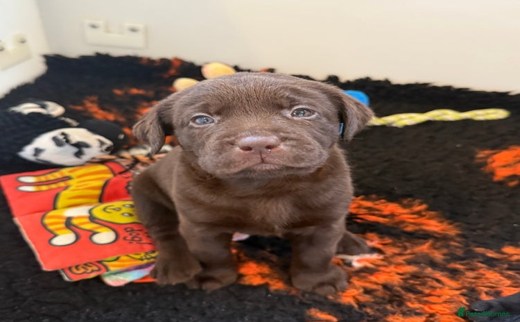 Labrador Retriever dogs - Advert 3
