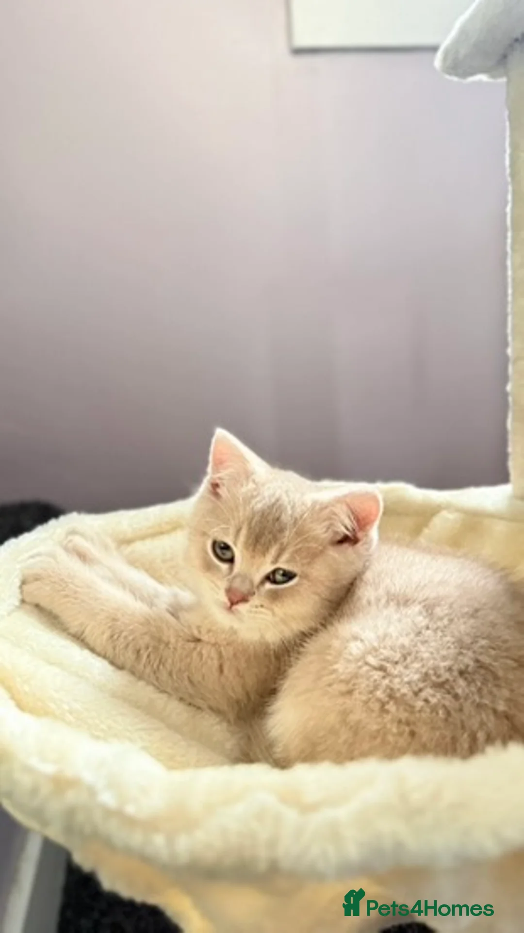 British Shorthair cats for sale: Stunning Purebred BSH - Vaccinated & Microchipped - Advert 2