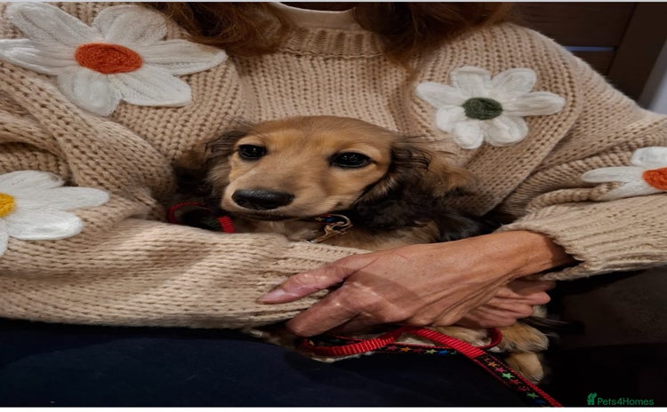 Miniature Dachshund dogs - Advert 10