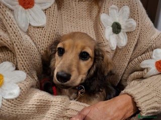 Miniature Dachshund dogs - Advert 16
